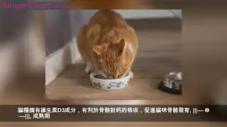 貓糧應該怎麼選？貓咪年齡很關鍵！