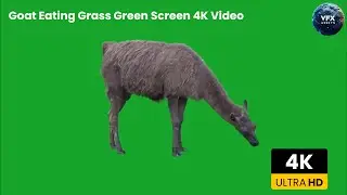 Goat Eating Grass Green Screen 4K Video #greenscreen #goat #animals #goats #chromakey #goatgreen