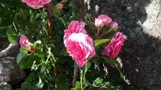 🌹Rose Les Quatro Saisons (Four Seasons) in my garden!🌹