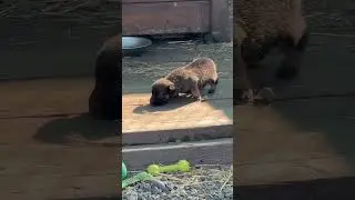 Щенки начали выходить на улицу