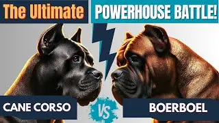 Cane Corso vs  Boerboel 💪 – The Ultimate Powerhouse Battle! (Ultimate Comparison)