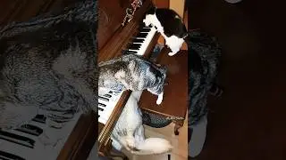 What are these cats doing? 