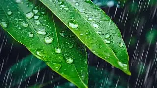 Tropical Rain Sounds for Sleeping Black Screen 10 Hours