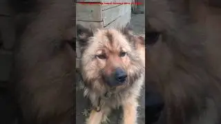 Тузик отдыхает под новый топовый фонк от @qmiir. #ОПЕРАТОР @dj_shorts_official2