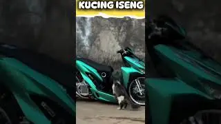 Fanny Cat || Respect #hewanlucu #salambol