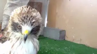 Орлик