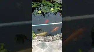 koi good