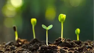 Transportation In Plants| Neet| 1st grade| Net| Assistant Professor| UPPSC| MPPSC| HPSC| RPSC Exams