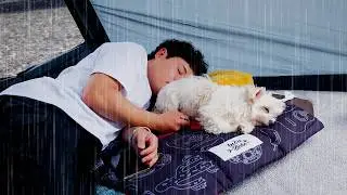 Camping in Quiet Forest with My Dog . New Tent and Rain . The Sound of Rain ASMR