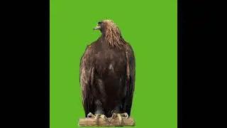 Bird green screen video VFX 4