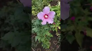 Желаю доброго утра и чудесного дня! Пусть всё будет хорошо!