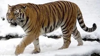 Siberian Tiger Sound Effects