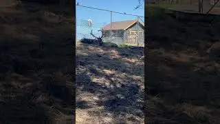 #маралы#лось#рога