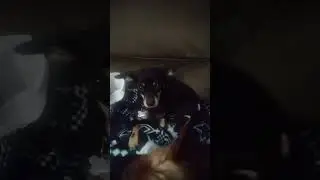 My Two doo-doo Brains