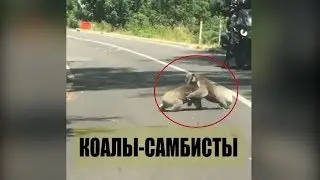 Коалы-самбисты