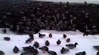 Утки на Лихоборке