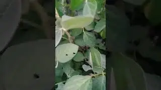 соя Мустанг без жодного дождя