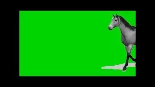 green screen horse walking across screen