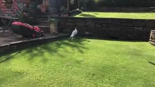 Bert my Silver Pheasant enjoying the sun