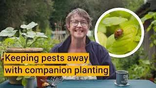 Keeping pests away with companion planting | Kew Community Allotment