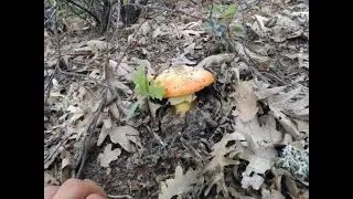amanitas y aerius 9 octubre 2022