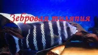 Zebra tilapia.