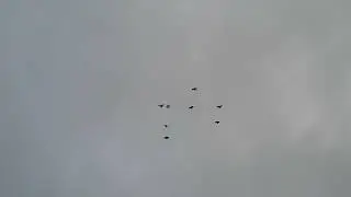 Птица идёт на посадку 18 10 2023 года
