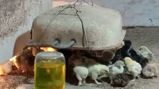 жужаларни. тугри. парвариш. килиш. фарход. 1