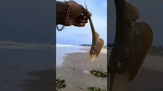 small act big impact: baby stingray fish returned to their sea 🌊|| #shorts #sea #beach #stingrayfish