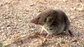 Least Shrew MBO blog