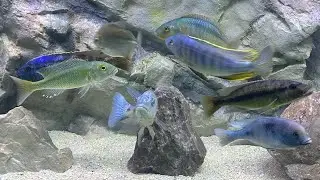 African cichlids 30 day progress DAY 240  series part 8