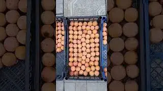 ХУРМА в Мариуполе. Сезон 2022 !!!