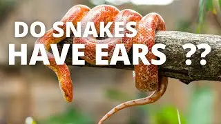 DO SNAKES HAVE EARS ??