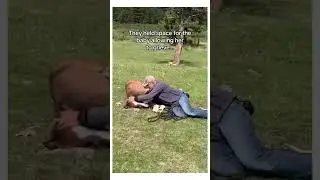 Horses are sentient #animal #wholesome #horse
