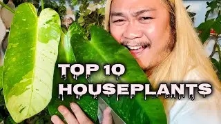 Top 10 Houseplants I’m OBSESSED With (June 2022)