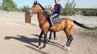 👉Ноокат ЖЫЛКЫЛАРЫ 🐎 Россия тайлары/ Айт маарек болсун 11.08.19
