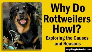 Why Do Rottweilers Howl? Exploring the Causes and Reasons