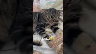 Прикол🤣уральские пельмени😺барсик🤣
