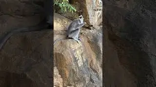 Лангур добыл себе вкусную печеньку, ему понравилась она 🐒🍪🐵 июль 2024.г. Шри Ланка 🌏🇱🇰👍