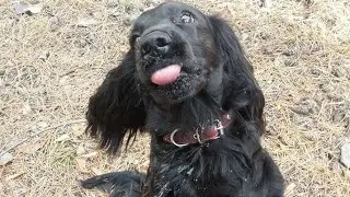 Лучший друг