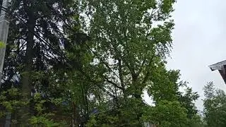 Олмохон сим йогочда