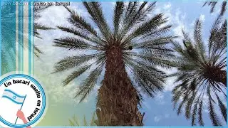 Resucitan en Israel una palmera de dátiles de la época de Jesus