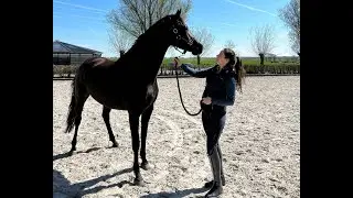 Dit zijn mijn nieuwe paarden! | IK BEN WEER TERUG