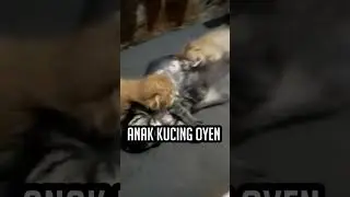 Anak Kucing Oyen