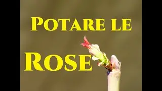 Potare le Rose come e quando 7 consigli fondamentali Tutorial Giardinaggio