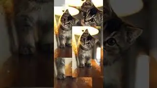 #котики#милые#крохи#красивые#топ#лайк#