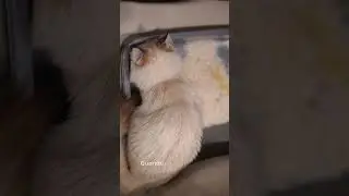 ROYAL CANIN® - Gatos e seus problemas urinários
