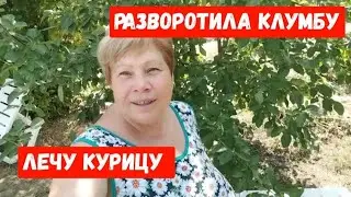 #842Разворотила клумбу/Высадила розы/Лечу курицу/Первый арбуз