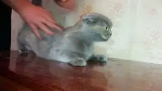 Кошачий массаж