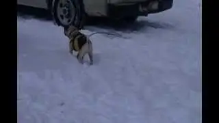 Marcus the Pug in the Snow
